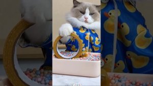 Cats make food 2023 "That Little Puff" Tiktok Compilation #12
