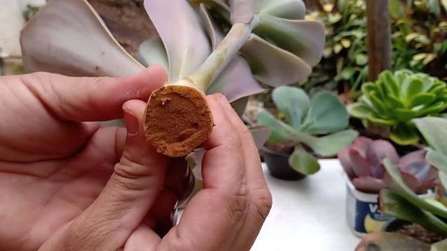 Como acabar com olho negro Echev. metálica /dicas de cultivo смотреть онлайн