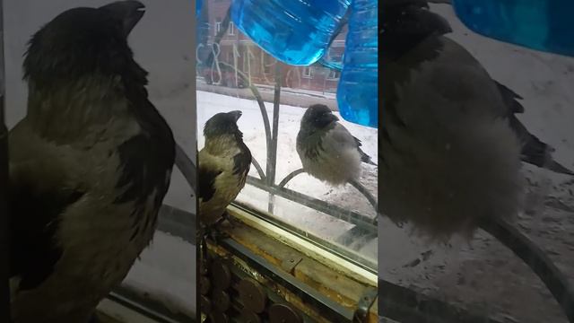 чем отличается домашняя от ручной🦅