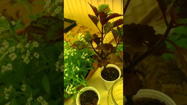 Сибирь матушка. #жара# колеусы #температура +52# смотреть онлайн