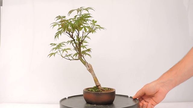 Vídeo 360º Bonsai Acer Palmatum Atropurpureum-Arce Púrpura. ACP156pp смотреть онлайн