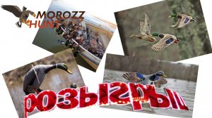 Особенности использования механических приманок на утку - махокрылов.