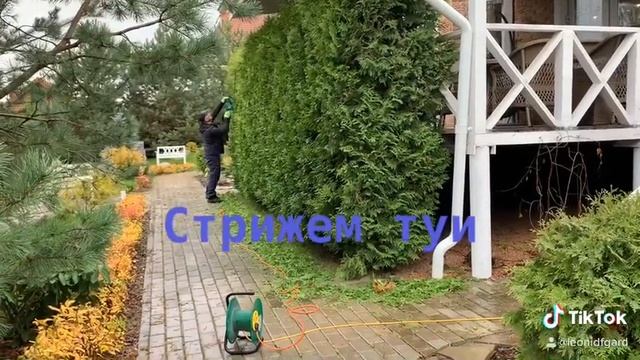 Изгородь живая из спиреи или туи? смотреть онлайн