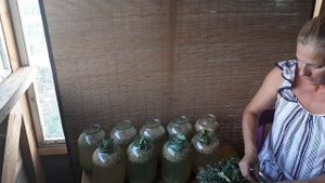 Овсяной квас.