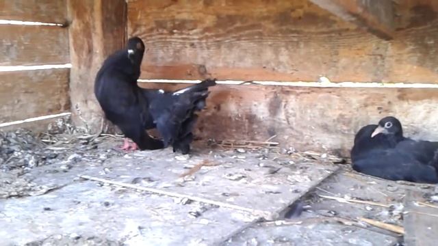 My decorative doves2 (Мои декоративные голуби)2 смотреть онлайн