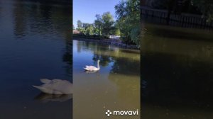 Лебеди- самые красивые и загадочные  птицы.