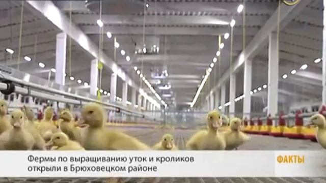 Июль 2016 года. Запуск предприятия по производству мяса кролика. смотреть онлайн