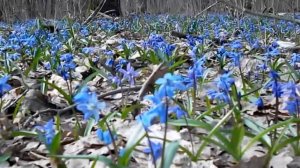 Весна!   Весенняя   Прогулка  в   Лес. Spring! Spring Walk to the Forest. (1)