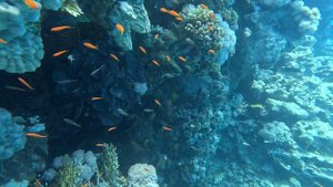 GOPRO11: ПОДВОДНАЯ СЪЕМКА. КРАСНОЕ МОРЕ. РАС-МОХАММЕД. КАРАЛОВЫЙ РИФ. ШАРМ-ЭЛЬ-ШЕЙХ.  ЕГИПЕТ  🇪🇬