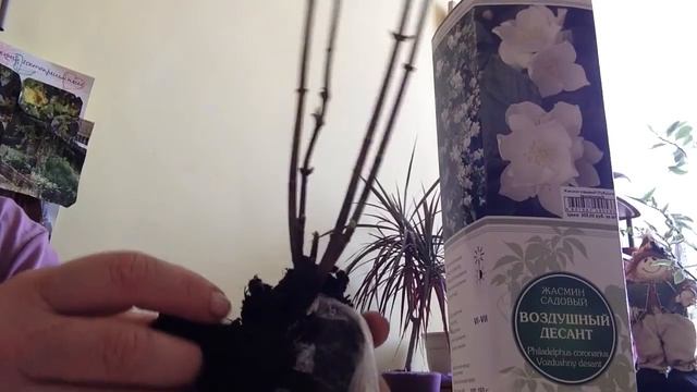 Жасмин садовый (чубушник) Воздушный десант (Земляничный)