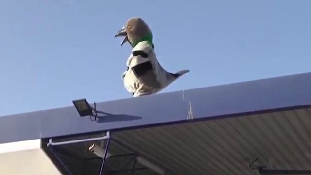 Это как птичка гадит смотреть онлайн