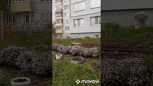 Ноябрьское цветение хризантем и астр