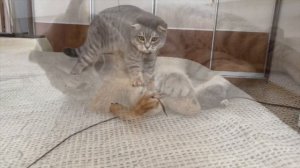 Смешной кот Шотландский кот веселится