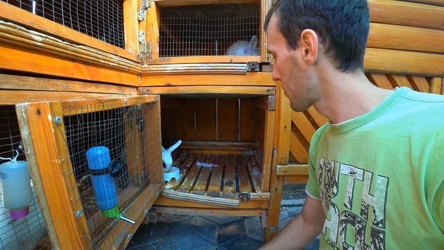 «ДНЕВНИК КРОЛЬЧАТ» Ч.1 ? Новорожденные крольчата | Новые питомцы в доме смотреть онлайн