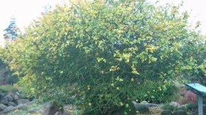 Понцирус трeхлисточковый (Poncirus trifoliata), ботанический сад Орхус, Дания.