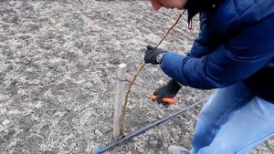 ОБРЕЗКА САЖЕНЦЕВ ПОСЛЕ ПОСАДКИ 4 ГРУША pruning pear