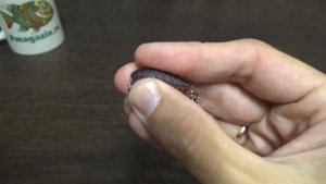 Видеообзор воблера Akara Dorr по заказу Fmagazin