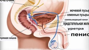 Помогает ли  красный острый перец вылечить простатит?