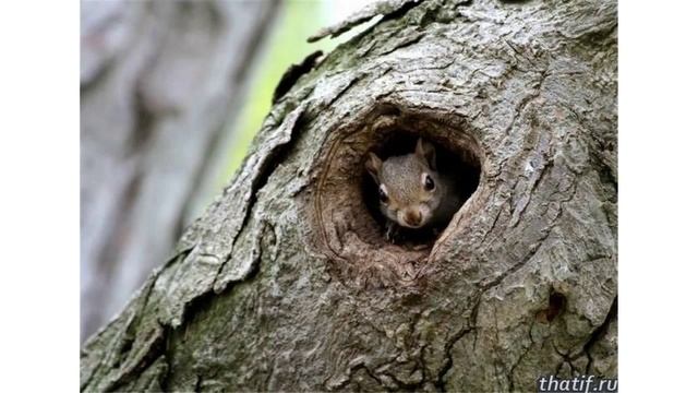"Белка". Видеорассказы по обогащению словаря детей. смотреть онлайн