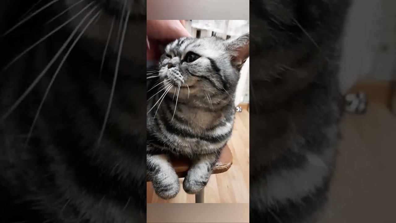 Видео о животных!!! На канале  дзен!