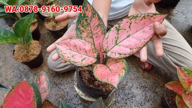 HARGA TERUS TURUN  OBRAL AGLONEMA MURAH  COCOK BUAT PEMULA