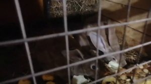 КРОЛИКИ, КОРМЛЕНИЕ, УХОД,