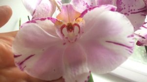 Орхидея фаленопсис) Мэджик Арт (Magic Art)