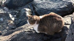 Отдыхающие на море коты HD