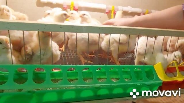 Вес бройлеров в 10 дней. Сколько корма съедает бройлер за 10 дней. Бройлер Арбор Айкрес. смотреть онлайн