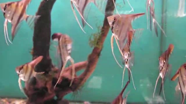 Скалярии (Pterophyllum Scalare)