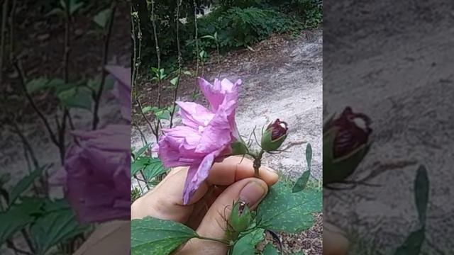 Purple Rose of Sharon or Althea