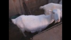 готовимся к окоту,меньше месяца до окота,поведение коз