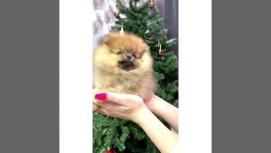 Померанский шпиц 2 мес