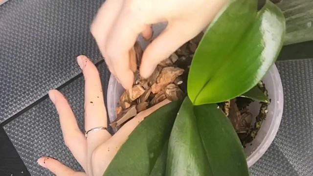 Пересадка орхидеи Черные нити. Удаление торфяного стакана смотреть онлайн
