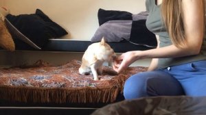 Учим чихуахуа команде сидеть, стоять, дай лапку, голос и умри.