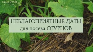 ОГУРЦЫ: Лунный Посевной Календарь на  ИЮНЬ 2023 год! Когда сажать семена огурцов в открытый грунт?