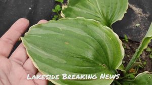 Хоста сорт Lakeside Breaking News.... посадка прошлого года