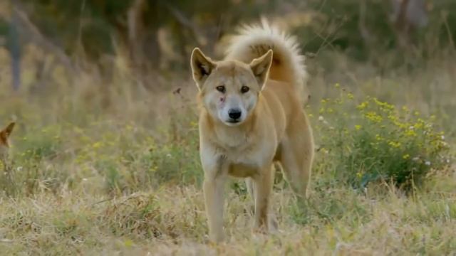 Собака динго – волк в собачьей шкуре! смотреть онлайн
