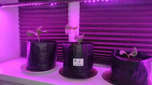 Эпизод 12: как выглядят тыквы 4 мая и фитосвет смотреть онлайн