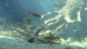 Дед рыбак рассказал Рецепт зимней прикормки на плотву Бюджетная но убойная