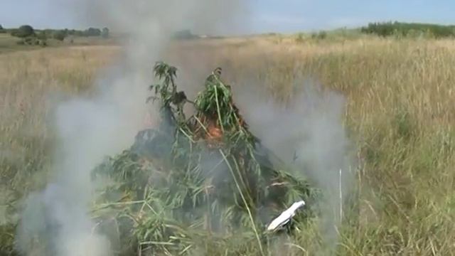 трава на даче 29 07 15 смотреть онлайн