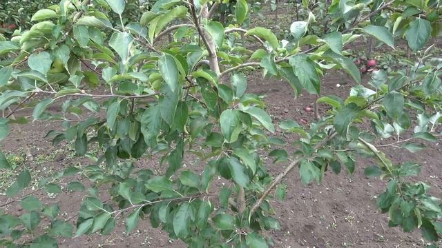 Обзор контрольного плодоношения сортов яблони на 3-й год на 05.09.2022г. Часть 1 смотреть онлайн