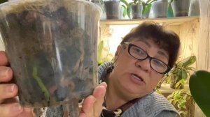 Почему мельчают листья у ОРХИДЕИ \ МОЁ мнение!!!???♀️?♀️