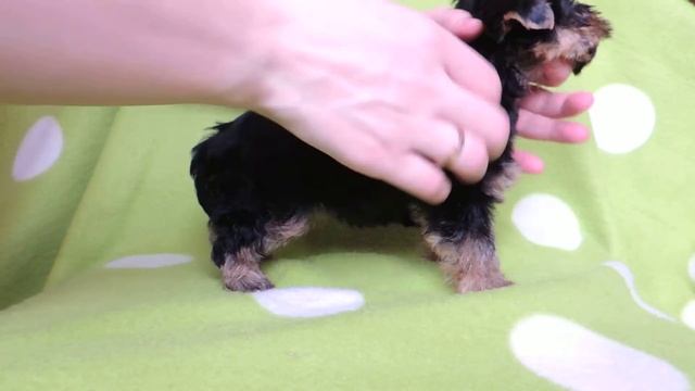 Девочка йоркширский терьер смотреть онлайн