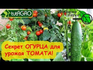 Вот почему ОГУРЦЫ не болеют вершинной гнилью как ТОМАТЫ: подсмотрено у огурцов, применено на томатах