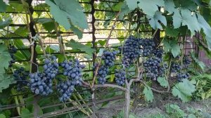 Виноград Пам'яті Небесної Сотні. Сорт винограду ПНС, без укриття на зиму після -25 гр.с.