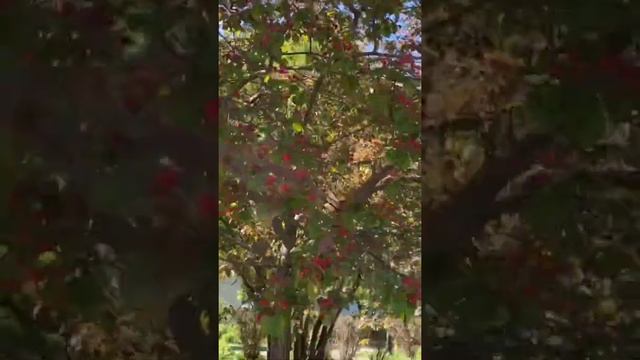 Мощный релиз. Яблоня Рудольф. Садовый центр ‘Green Space’