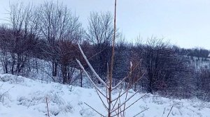 Лиственница. Какой прирост в год.