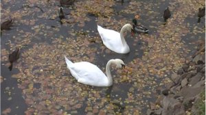 Утки и лебеди на Белом пруду. Сергиев Посад (16.10.21)