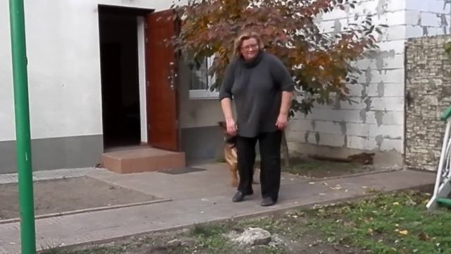 МАЛИНУА + НЕМЕЦКАЯ ОВЧАРКА = МАРИК. Metis German Shepherd and Malinois.Одесса. смотреть онлайн